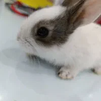 خرگوش