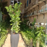 گل و گیاه ، گلدان ، تاج گل ، باکس گل درختچه|گل مصنوعی|کهریزک, |دیوار