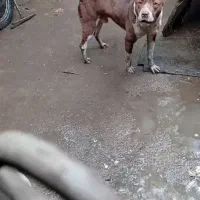 واگذاری سگ پیتبول