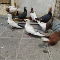 8 عدد کبوتر رنگی نازار
