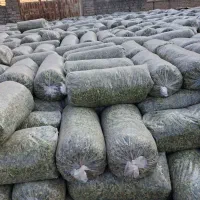 کاه کرمانشاه ذرت علوفه ای کاه گنبد|عمده‌فروشی|گنبد کاووس, |دیوار