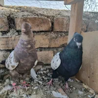 کبوتر سینه ای نرو ماده|پرنده|اصفهان, عاشق‌آباد|دیوار