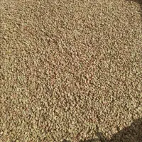 فروش باقله خشک