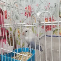 واگذاری دو عدد طوطی برزیلی مولد|پرنده|کرمانشاه, |دیوار