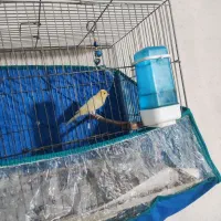 تعدادی قناری