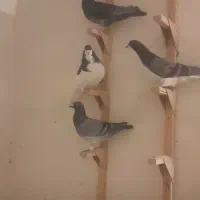 کبوتر نرو ماده