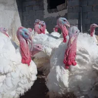 بوقلمون ارگانیک محلی زنده وگوشت