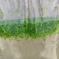 دافنی،عدسک،کاهو|ماهی|اصفهان, شفق|دیوار