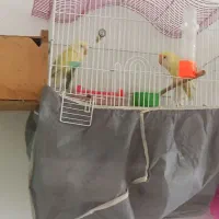 برزیلی|پرنده|پیرانشهر, |دیوار