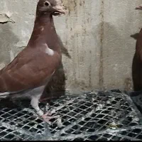 کبوتر پلاکی|پرنده|شاهین‌شهر, ۹ دی|دیوار