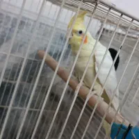 عروس هلندی|پرنده|مشهد, کارگران|دیوار