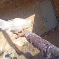 نوچه مرغ و خروس پنج ماه|حیوانات مزرعه|کهک, |دیوار