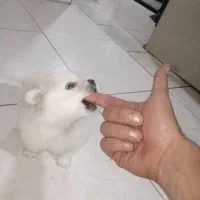 پامرانین عروسکی سفیدصدفی اصیل قیمت ۲۰