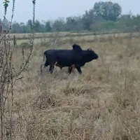 گوساله نر یا ورزا محلی