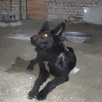 توله نر ژرمن بلک دم روباهی موبلند|سگ|بومهن, |دیوار