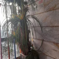 گل نخل سالم|گل مصنوعی|رودهن, |دیوار