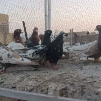 بهبهونی|پرنده|شیراز, پانصد دستگاه ارتش|دیوار
