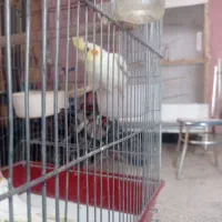 جوجه عروس تازه دنخور شده