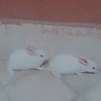 واگذاری خرگوش فوری*