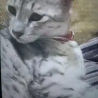 گربه گمشده با حلقه کنفی دور گردن|گربه|گالیکش, |دیوار