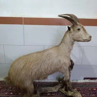 مجسمه بزکوهی