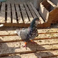 کفتر گرفتنی