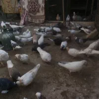 کمبود جا