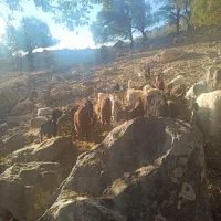 25عدد کهره دونه 5و پانصد|حیوانات مزرعه|لنده, |دیوار