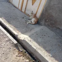 سگ دو رگه|سگ|خاش, |دیوار