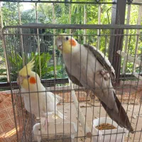 عروس هلندی