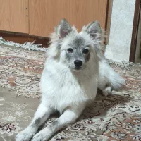 سگ پامر اشپیتز زنگ خاص