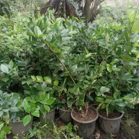 یاس هلندی سطل ۳|گل و گیاه طبیعی|رامسر, |دیوار