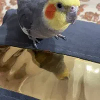 عروس هلندی سخنگو