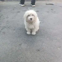 گمشده
