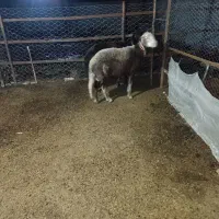 گوسفند ونوش