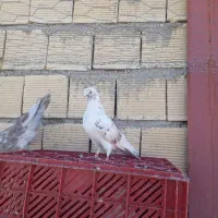 گوره نر چشم‌نوک‌سفید