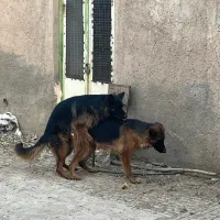 ماده ژرمن کلاس a جفت خورده|سگ|جیرفت, |دیوار