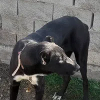 یک سگ|سگ|سیمین شهر, |دیوار