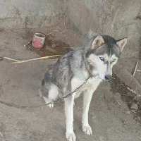 سگ هاسکی|سگ|گنبد کاووس, |دیوار