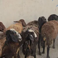 میش آبستن