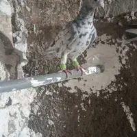 کبوتر زدو خوردی قزوینی