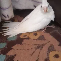 جوجه عروس هلندی البینو ولوتینا ووایت مرواریدی