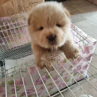 واگذاری توله چاوچاو پوزه فلت دو ماهه|سگ|بابل, |دیوار