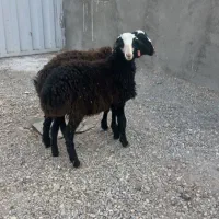 دوعدد بره ماده اصل شالی