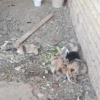 خرگوش لپ و جرسی