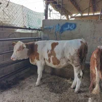 ۳۰۰م پول لازم دارم