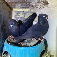 پرنده