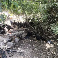 فروش طاقچه بینظر،درشت،دورگه،گلین سیاه درگز