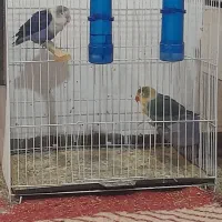 کوتوله بریزیلی|پرنده|مشهد, مشکینی (شهرک غرب)|دیوار