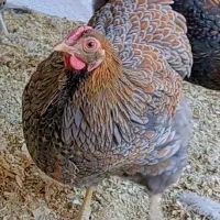 تخم نطفه دار ویاندوت و برهما لایت